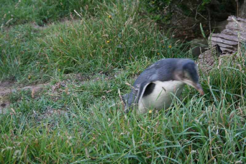 Nieuw-Zeeland 2011 - 2067